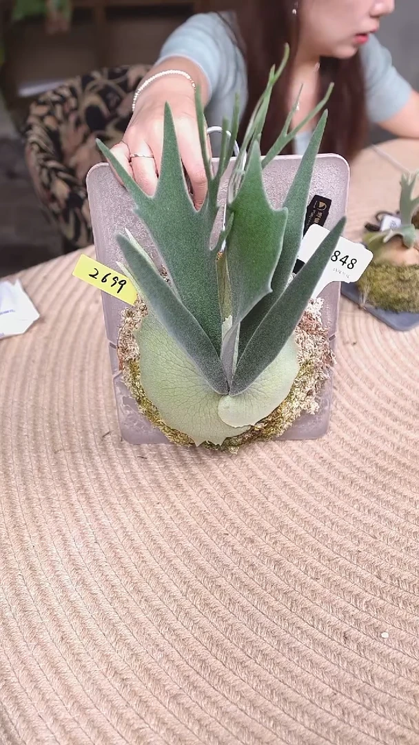 不开花植物U848-密叶野银6孢子苗