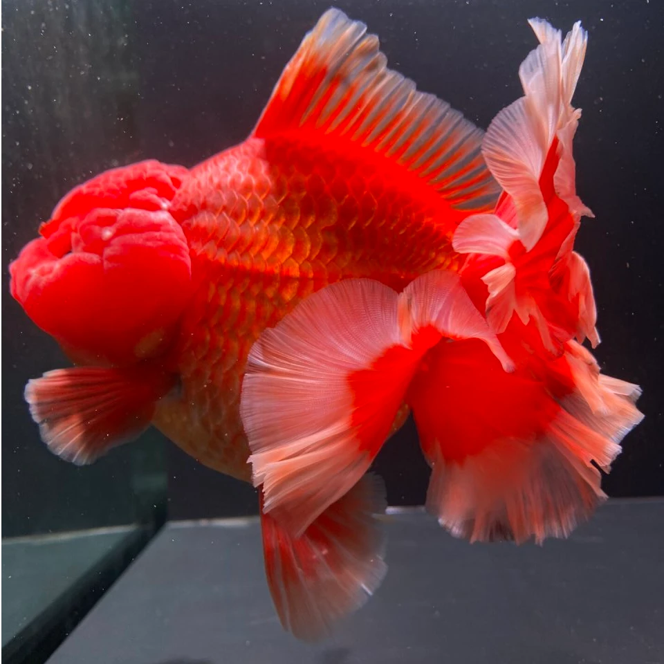 全红火焰为百褶泰狮金鱼冷水鱼原生鱼粉色百褶泰狮