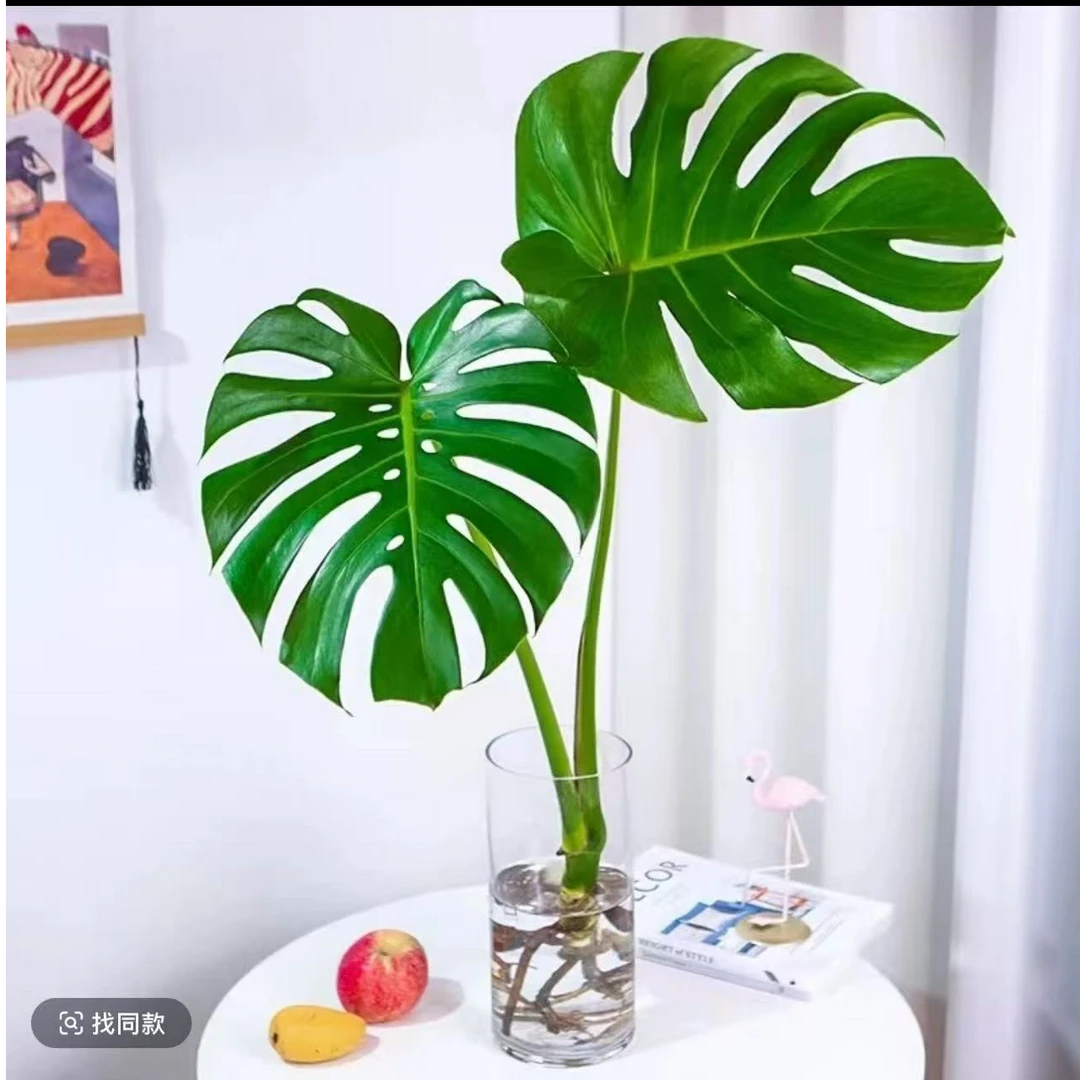 带瓶水培龟背竹室内净化空气四季常青客厅办公室耐阴大叶观叶绿植