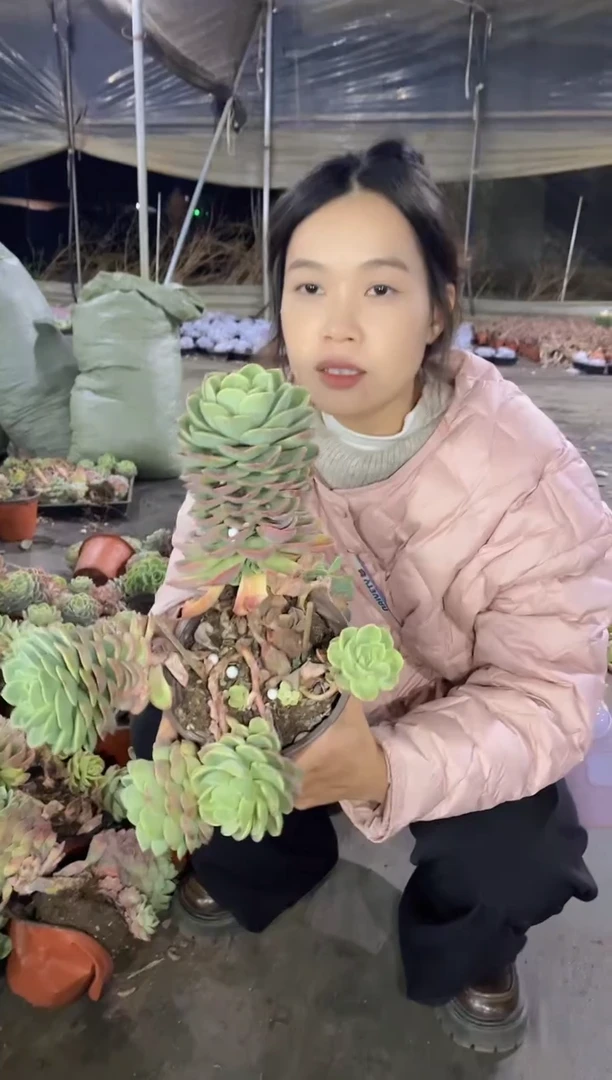 【闪购商品】49-哈密瓜老桩