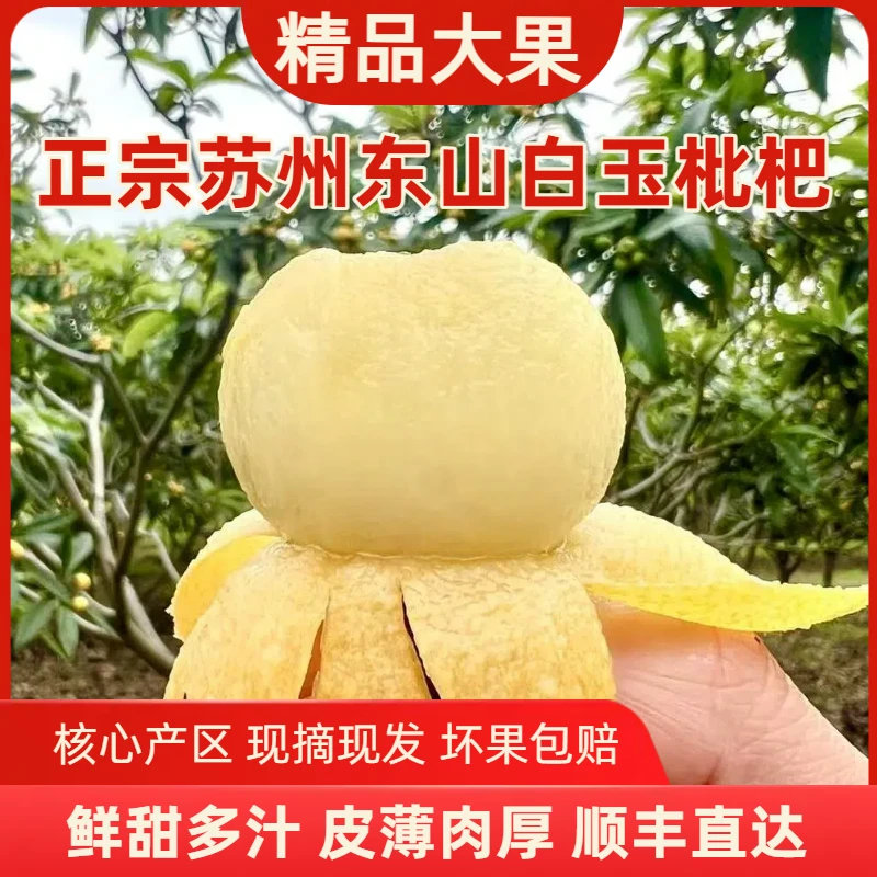 【精品大果】正宗苏州东山白玉枇杷3/5斤新鲜甜采摘顺丰水果礼盒装