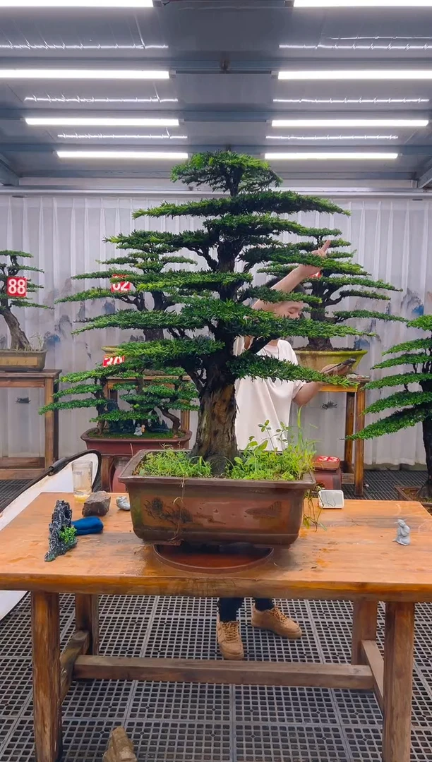 无花朵用****9精品盆景直播间一物一拍