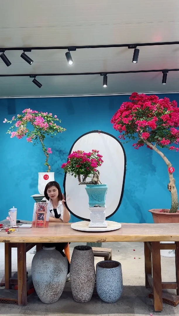 全部花朵菲菲娜三角梅