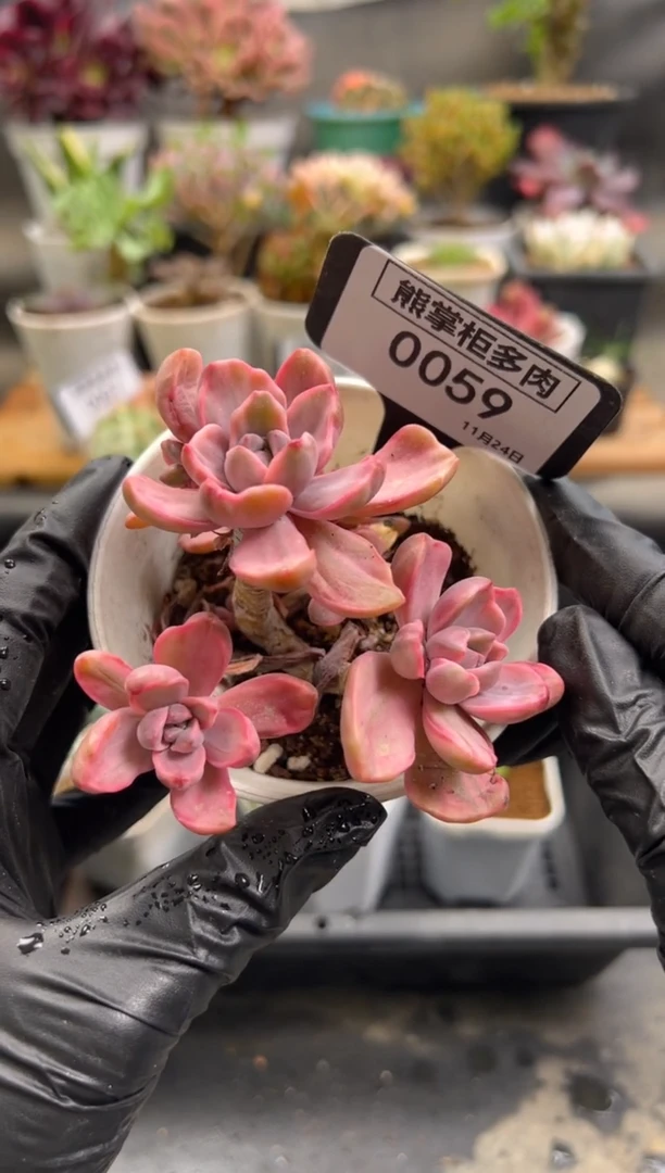 M****?1124-59-彩虹糖锦