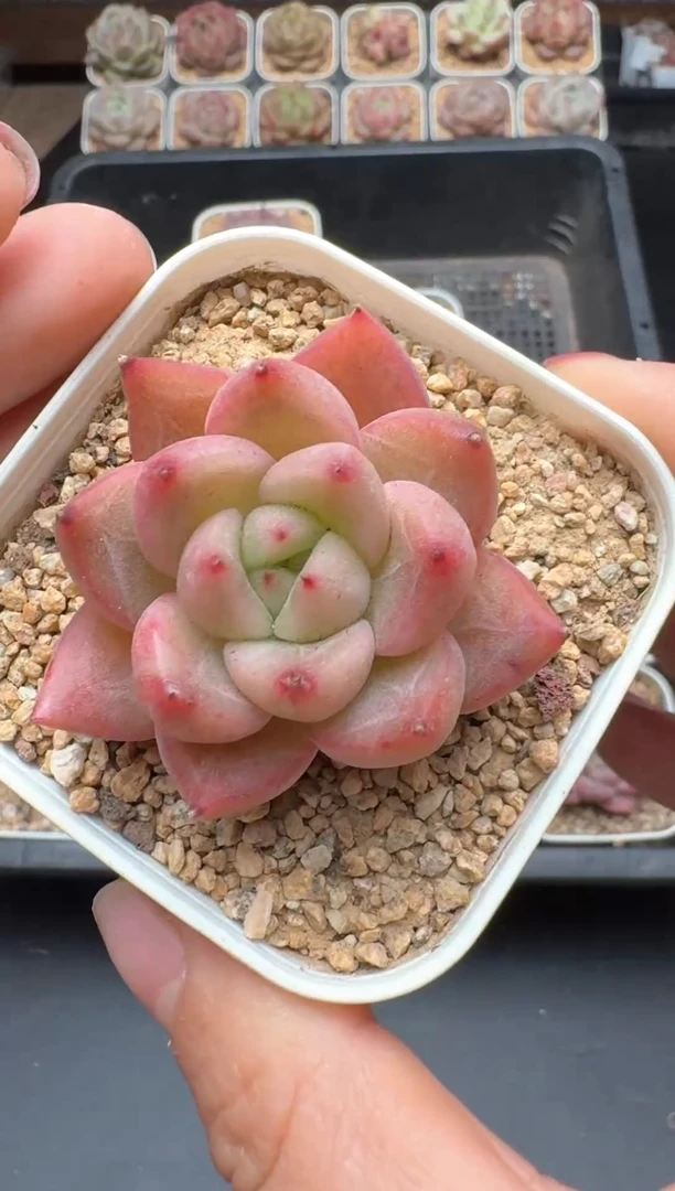 【闪购商品】375A号一物一拍多肉花卉植物拍3颗起发