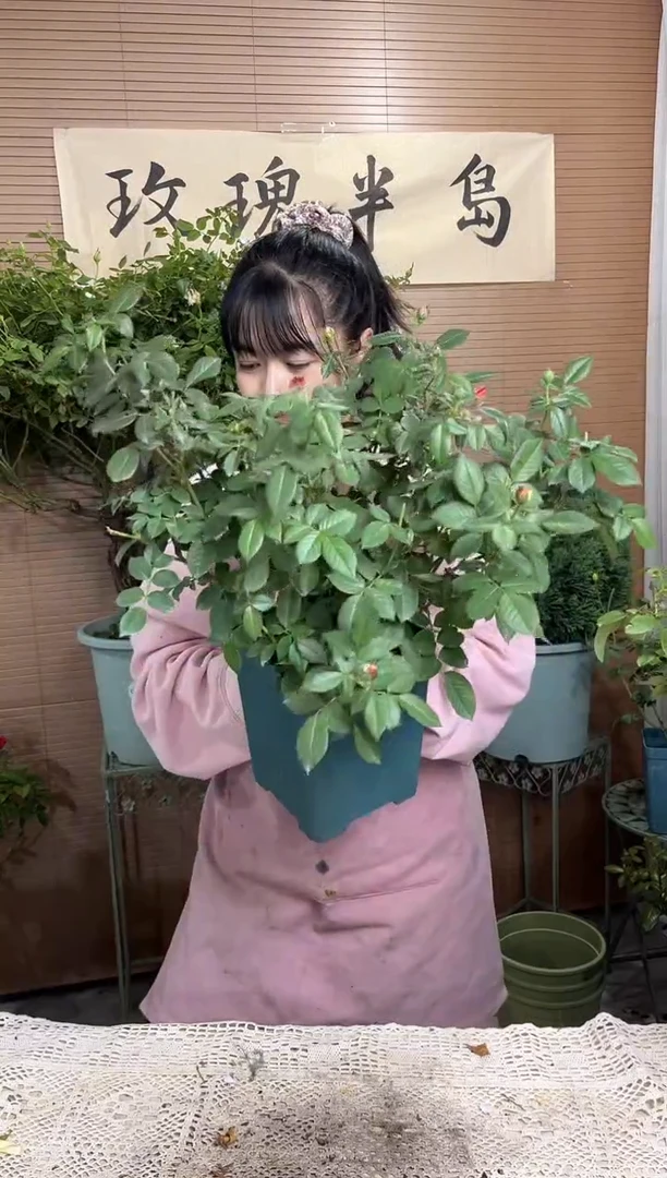 温暖1.5加仑扦插苗子