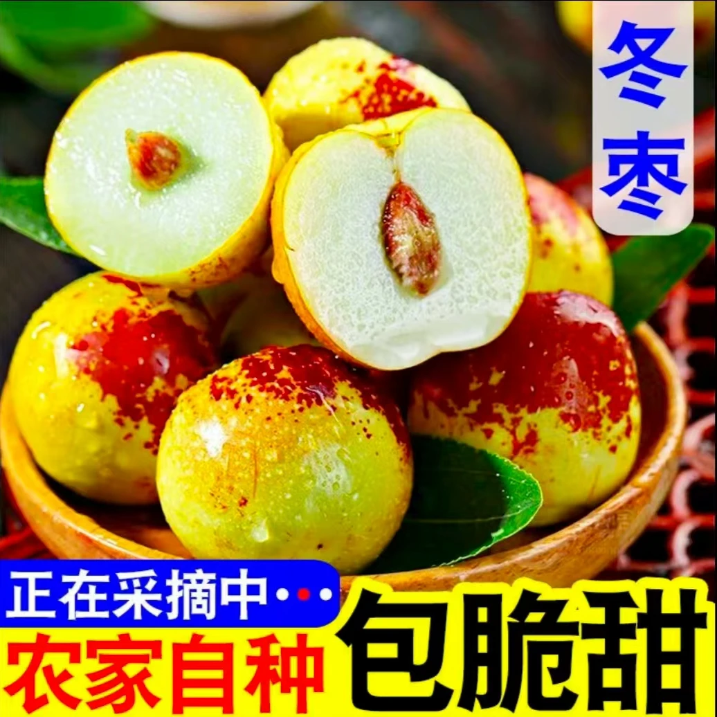 小芳云南大理冬枣大理宾川高山现摘新鲜冬枣当季水果清甜可口