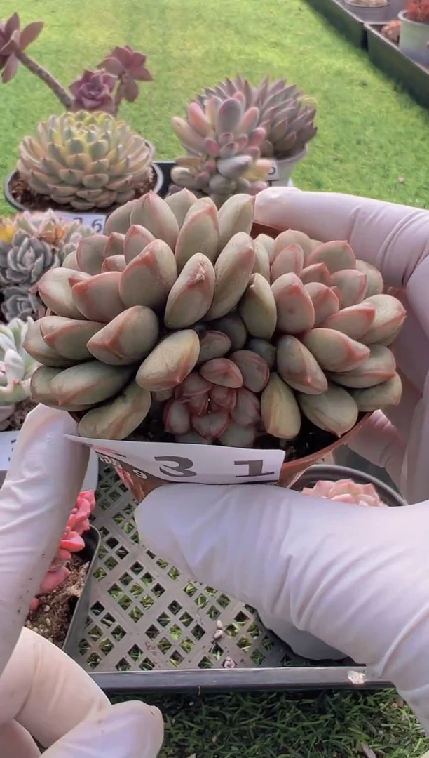 【闪购商品】信福多肉一物一拍