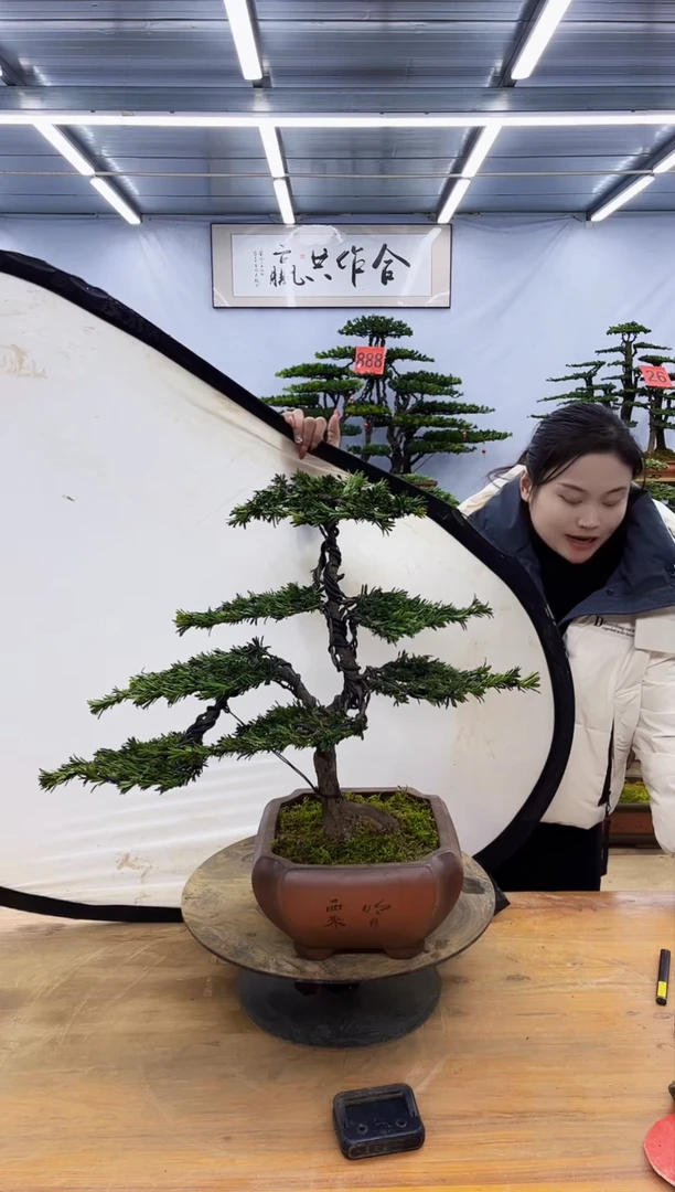 【闪购商品】高端盆景一物一拍，所见即所得