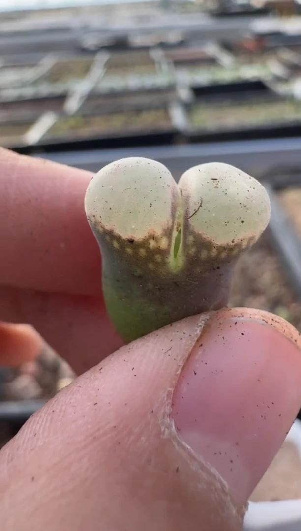 【闪购商品】7-507