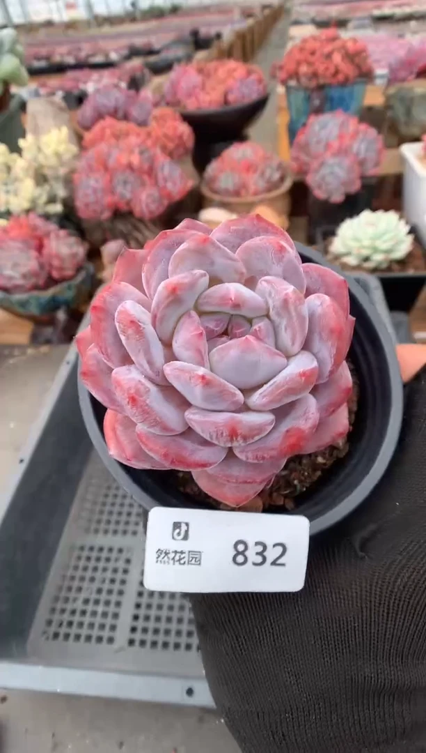 832粉星影一物一拍