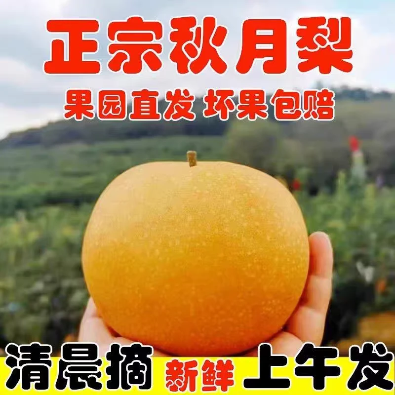 正宗重庆巫山金坪月梨新鲜现摘现发脆甜多汁当季水果产地直发