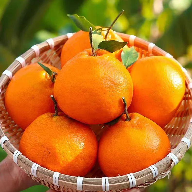 眉山耙耙柑自家果园自然成熟