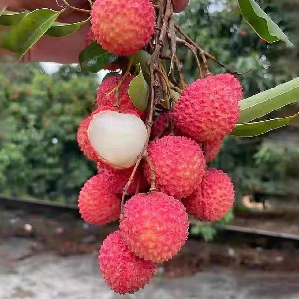 三宝爸甄选新鲜荔枝连箱5斤装