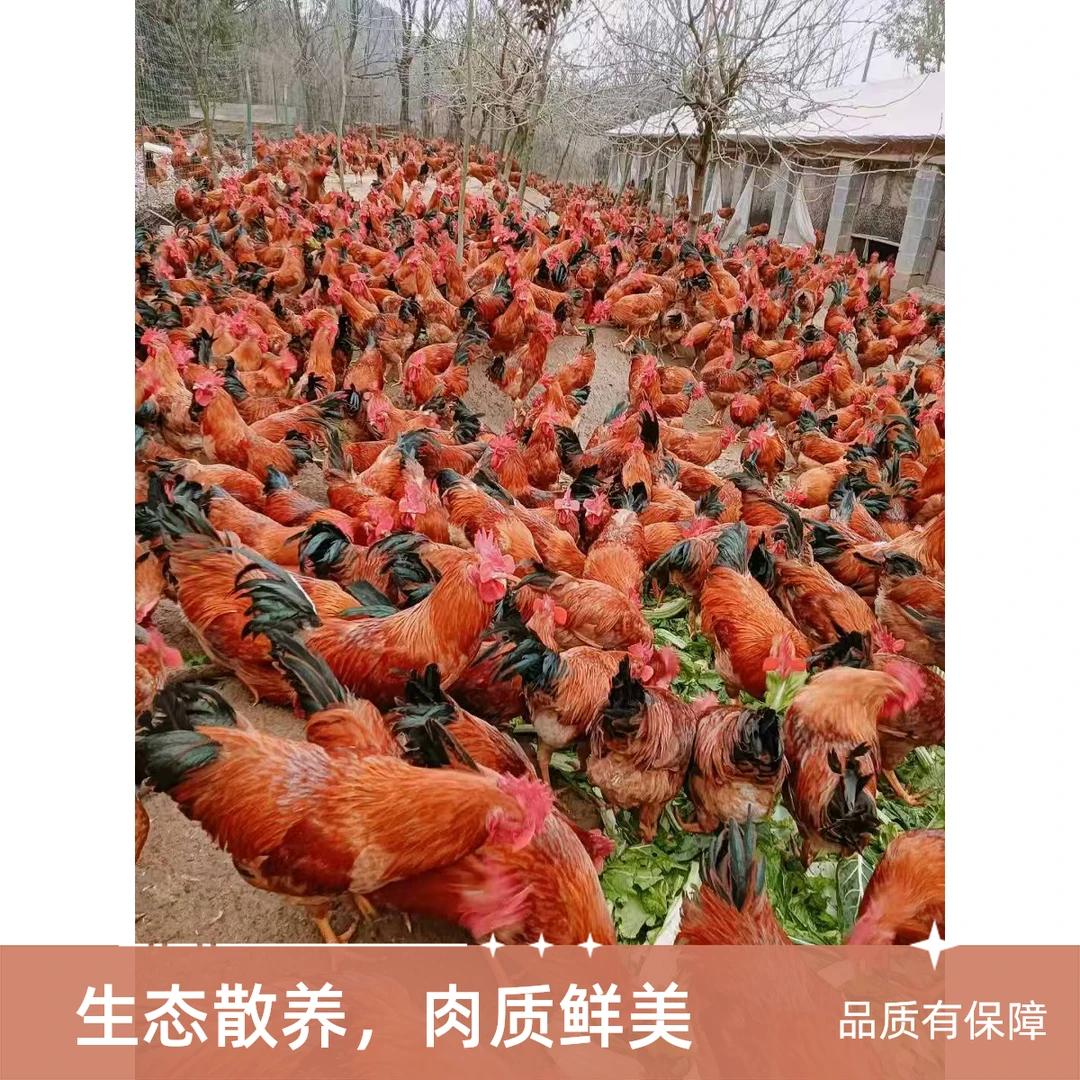 桃园土鸡大公鸡毛重3.5斤左右七到八个月（1只装）烧烤食材