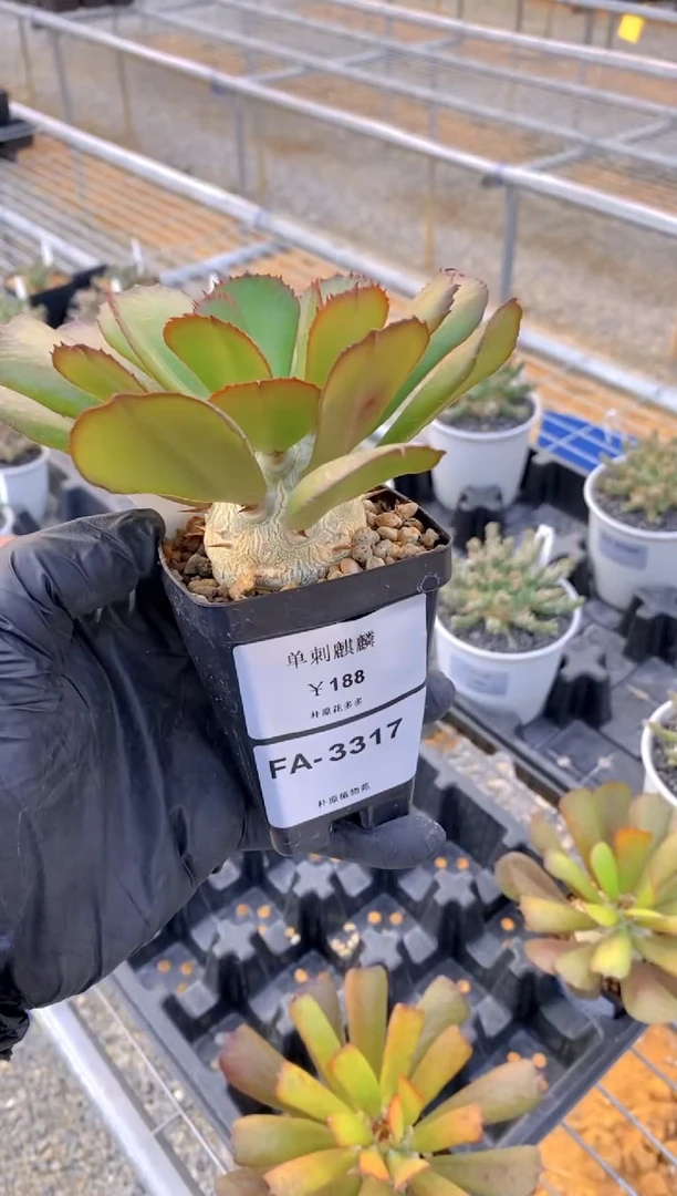 【闪购商品】单刺麒麟FA-3317