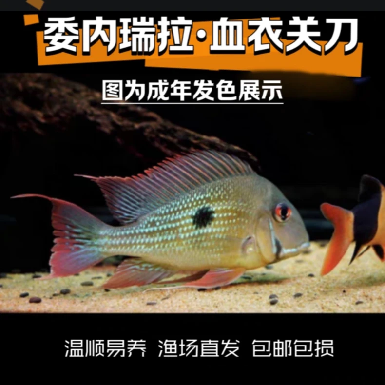 小型热带观赏鱼 委内瑞拉血衣关刀鱼