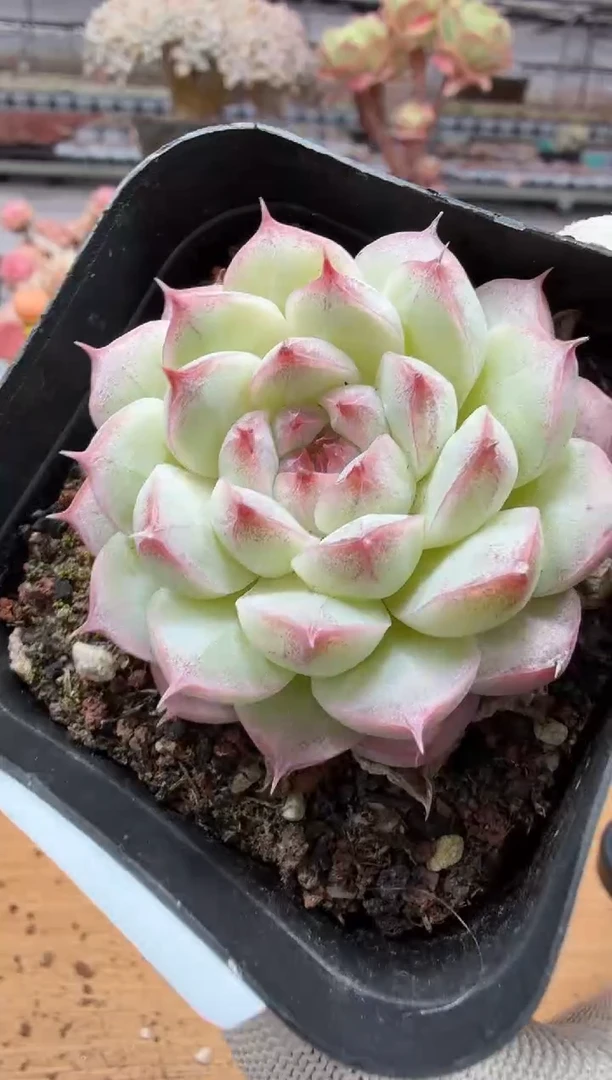 东云多肉园二店-144