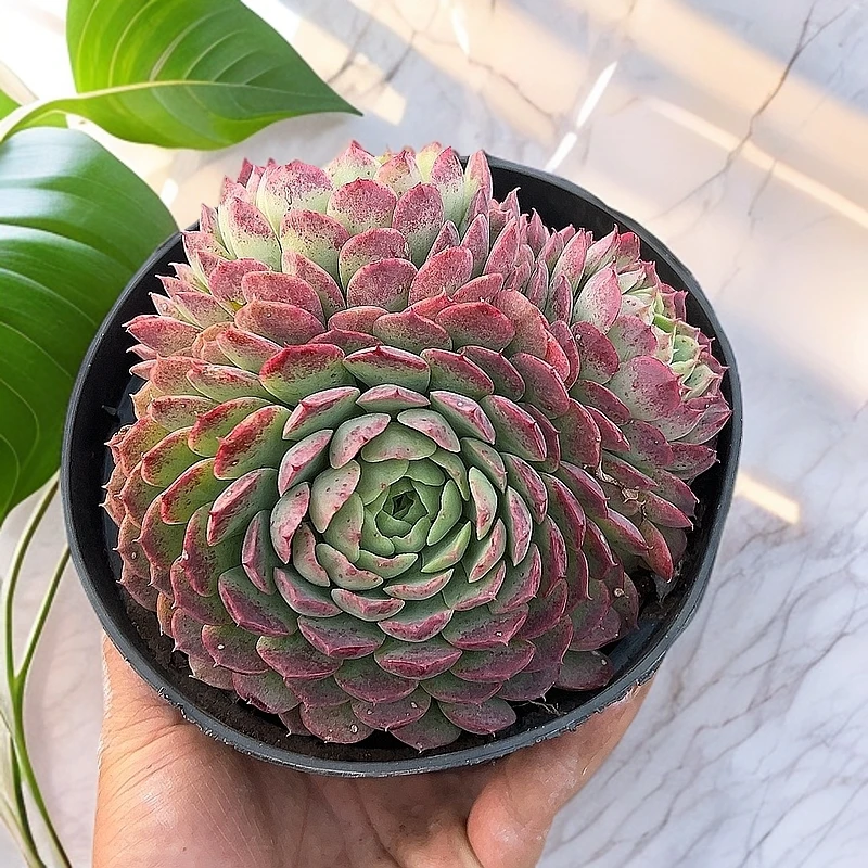 多头朱砂痣带盆  多肉植物室内绿植净化空气