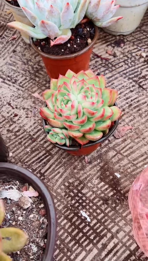 玥***6多肉植物一物一拍03112