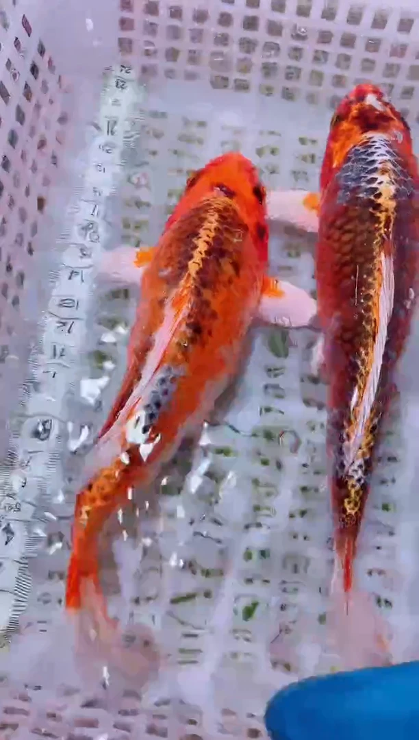 锦鲤血统锦鲤全场包邮96