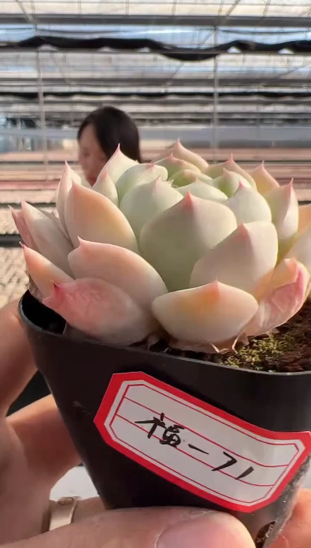 【闪购商品】福利-71