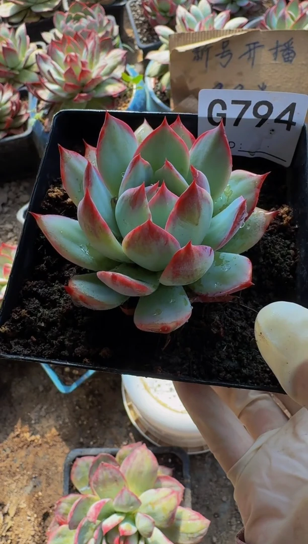 G794惊鸿仙子（裸根发货）