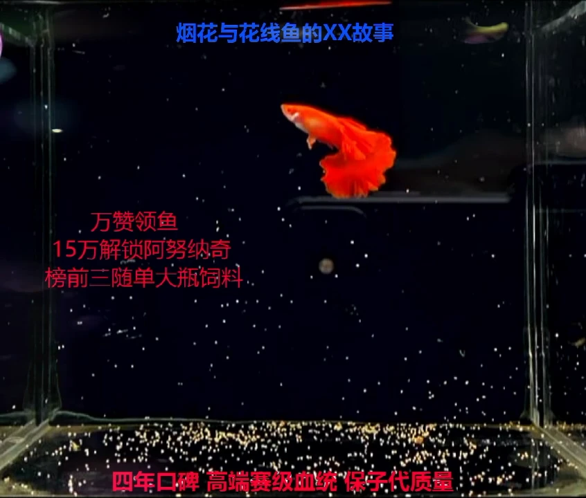 孔雀鱼花线大背大半月褶扇白子开花种鱼1对