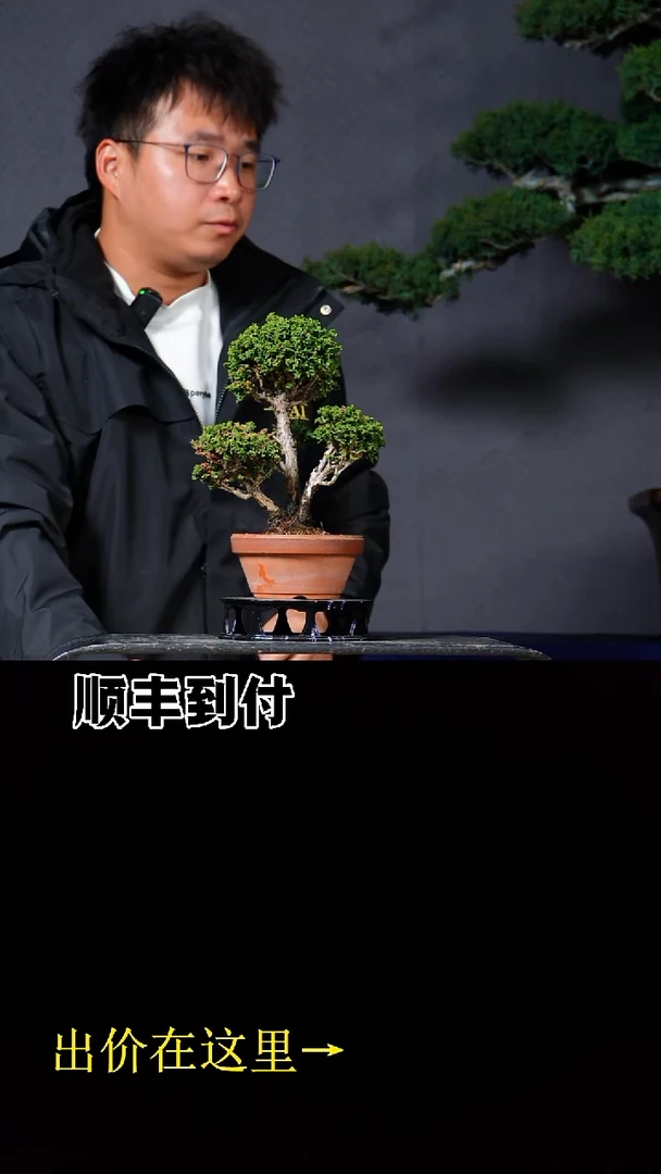 无花朵石化桧bubaoyou