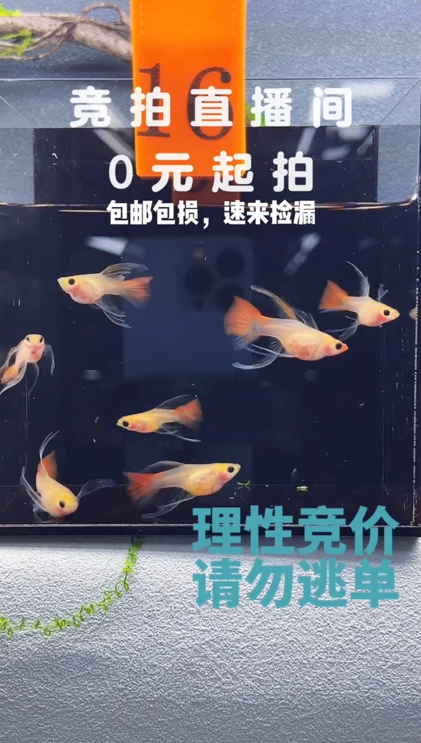 孔雀鱼红礼服大C带胎母7条编号16
