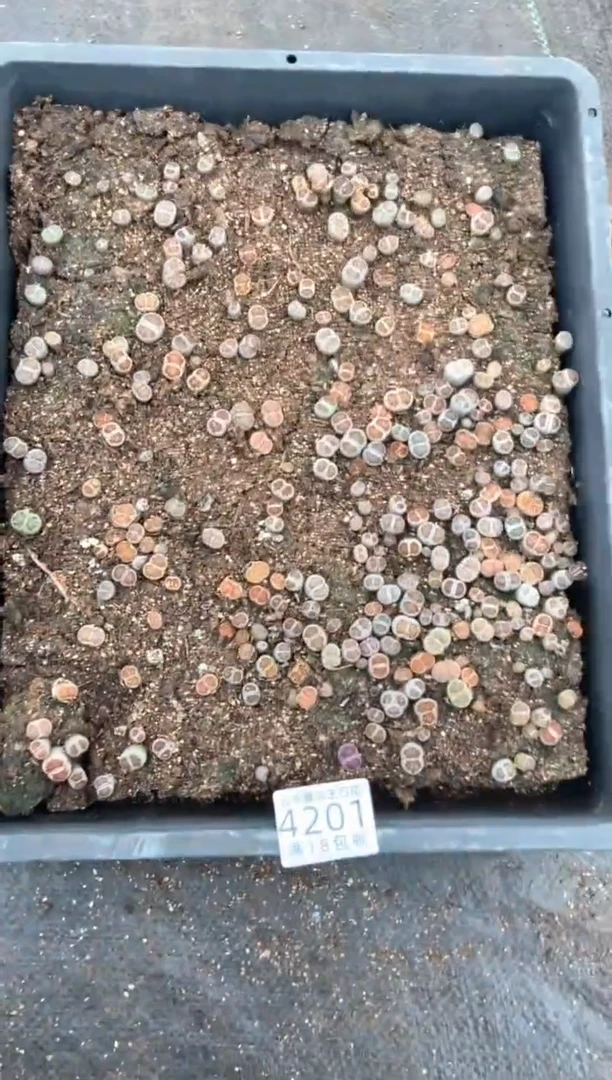 4201特价菊纹章框有疤瑕疵带土不带盆发货