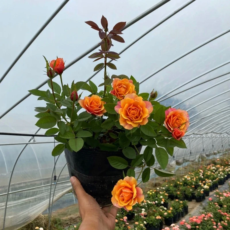【艾帕索】永远的艾帕索阳台大花月季花苗月季花庭院玫瑰花花园