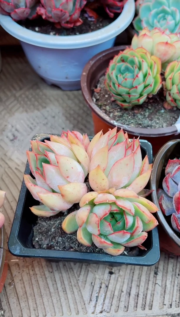 26027多肉植物一物一拍
