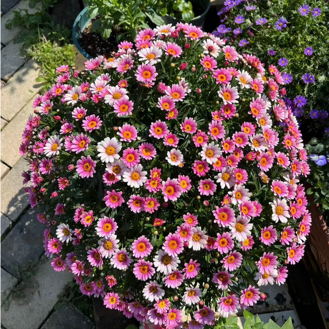 艺泽园艺【可爱粉】玛格丽特盆栽多年生花卉新手易养护适合