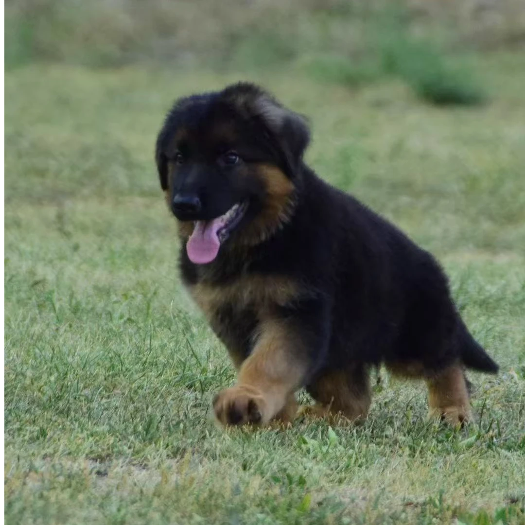 牧羊犬猎犬宠物活体萌宠大型犬