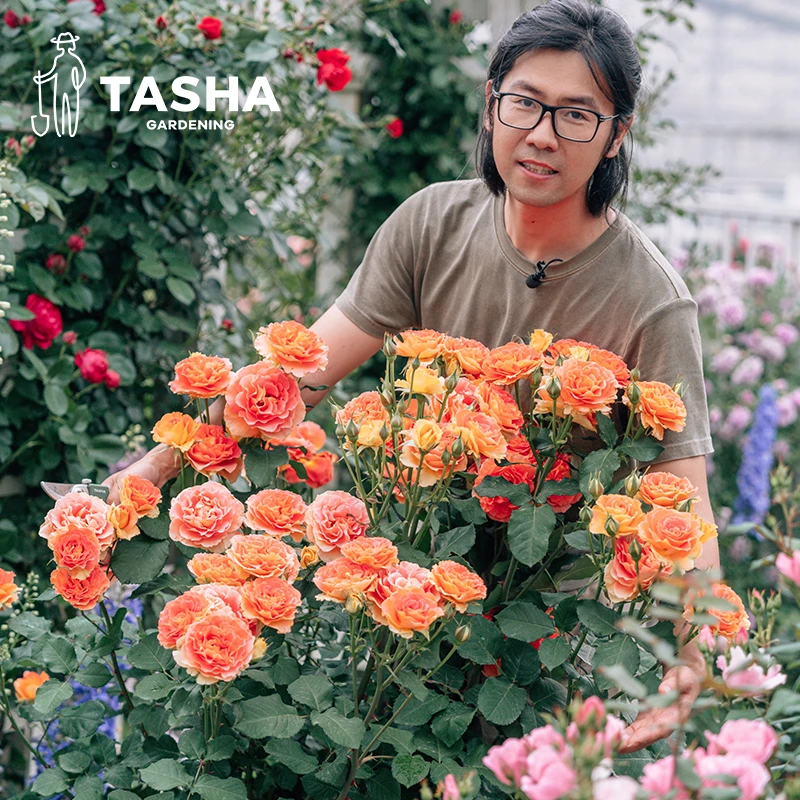 【双十一反季专场】塔莎的花园月季室外花卉耐热修剪盆栽花苗