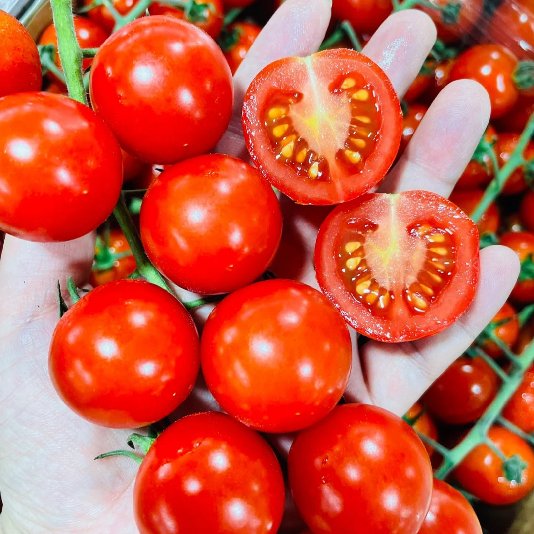 【春沐源串柿子一箱】