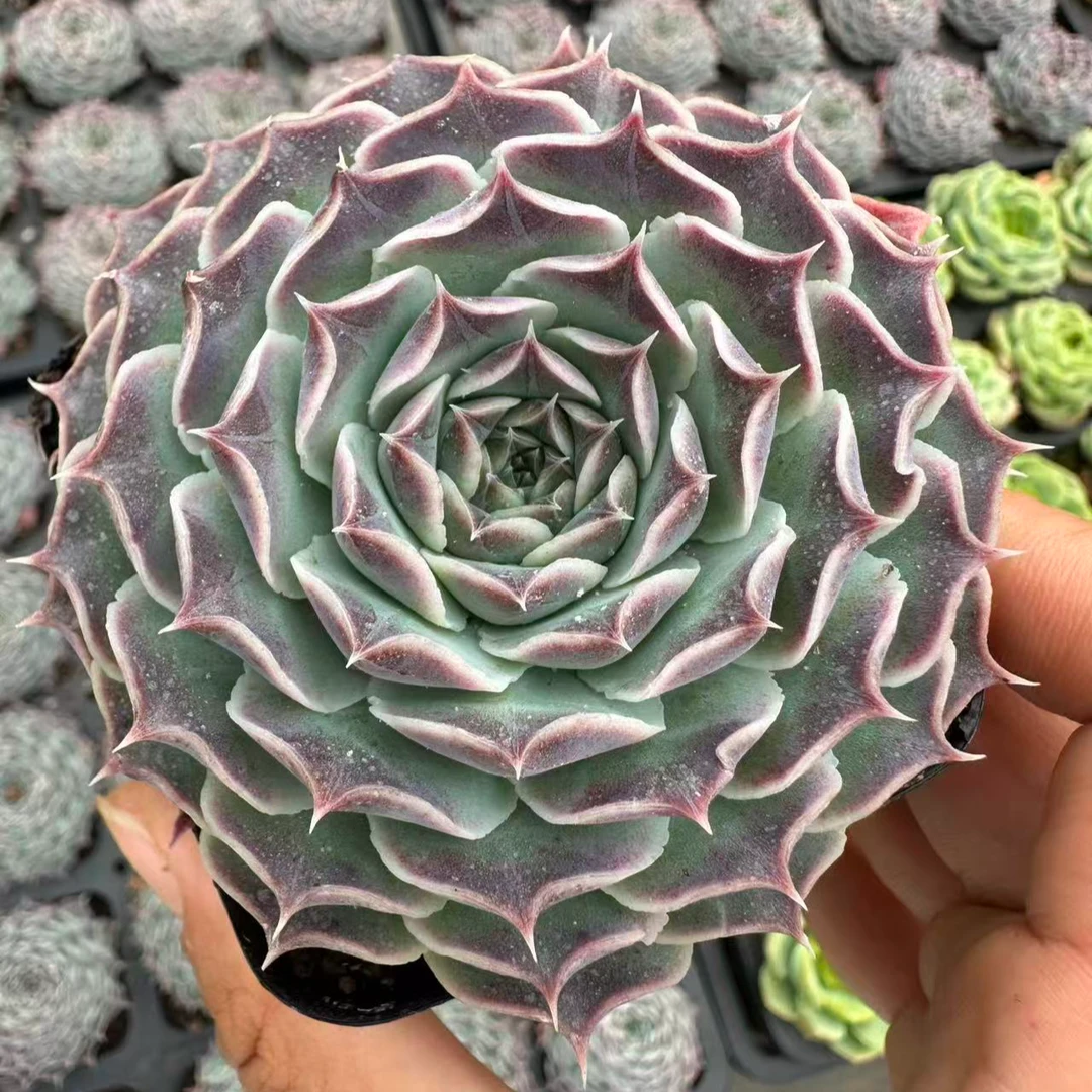7#达芬奇密码多肉植物 前男友精品多肉 SM0171