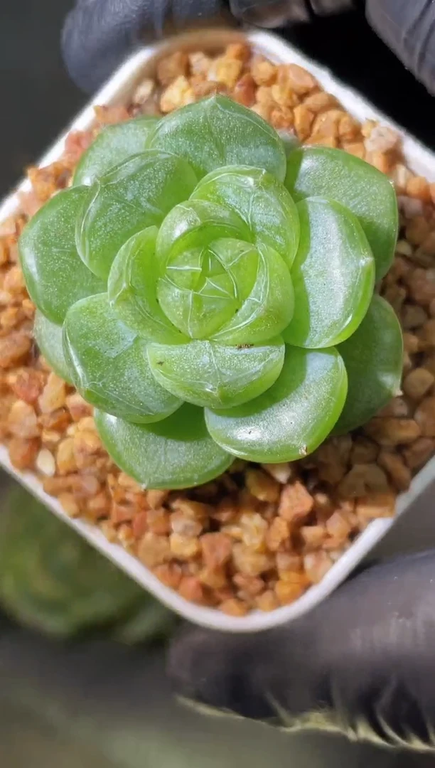 闪购2087  羽毛新品珍妮多肉一颗2-3厘米