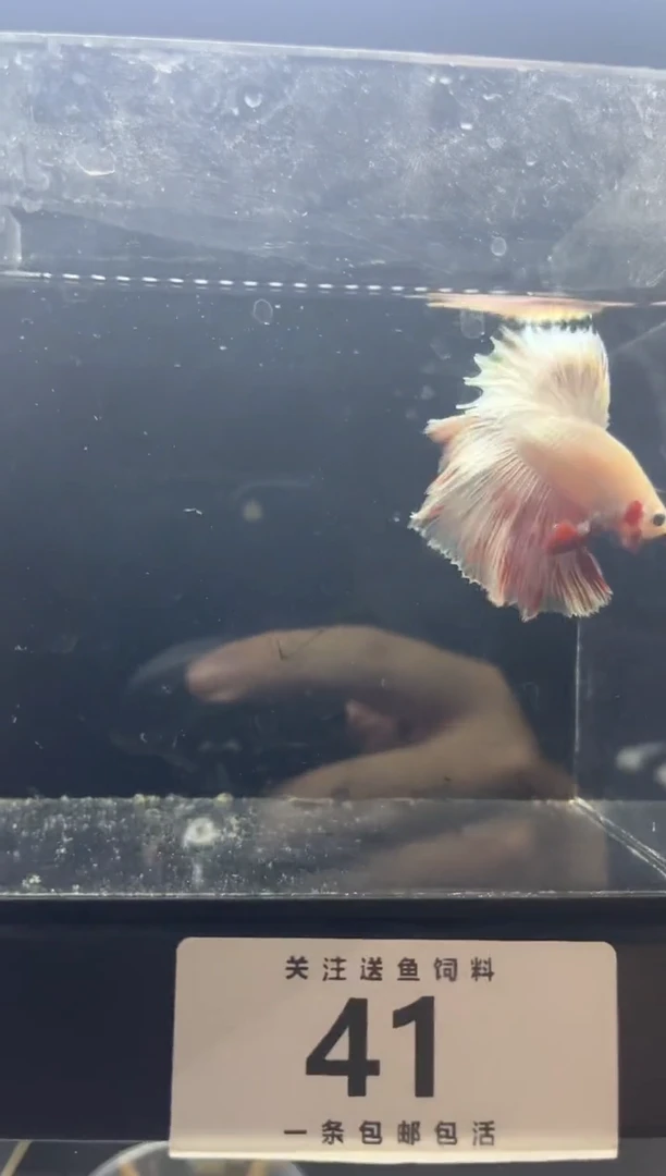 斗鱼直播竞拍链接41