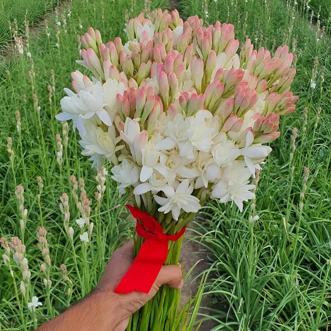 重瓣晚香玉【已出芽原盆原土】【全年开花】年年复花 浓香型好养易活