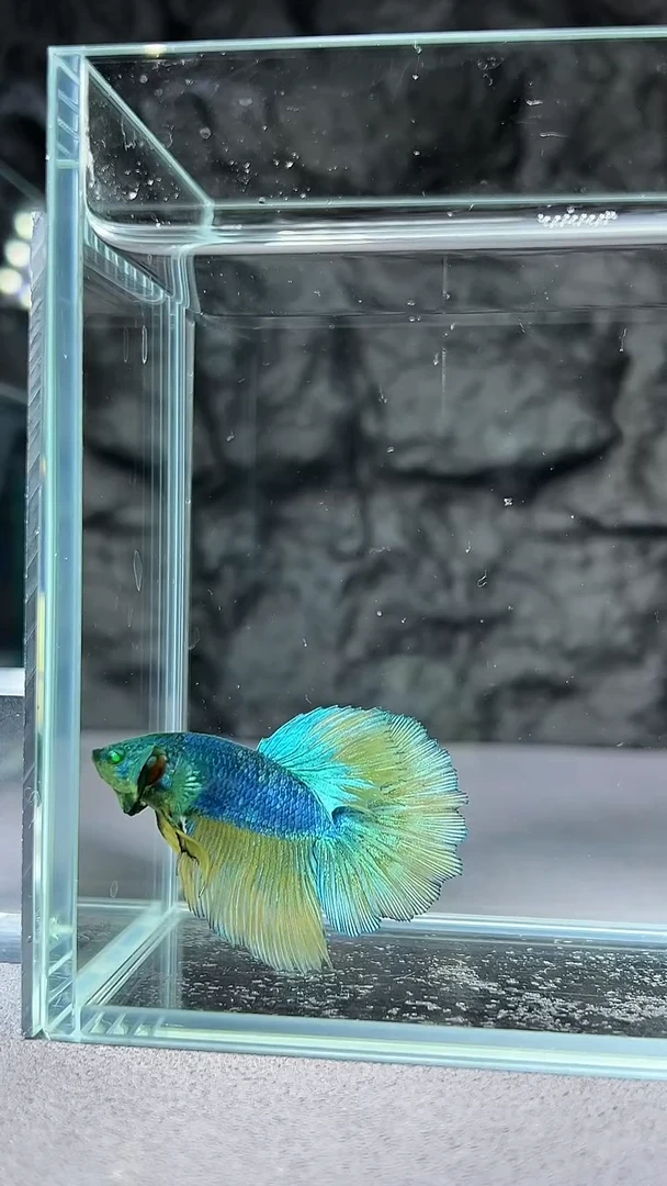 斗鱼竞拍链接003