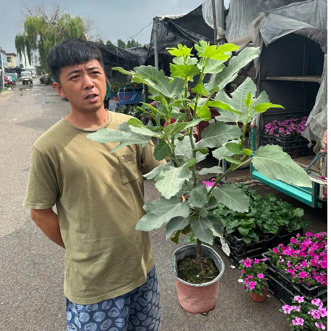 无花果苗芭劳奈盆栽地栽青皮彩虹金傲芬