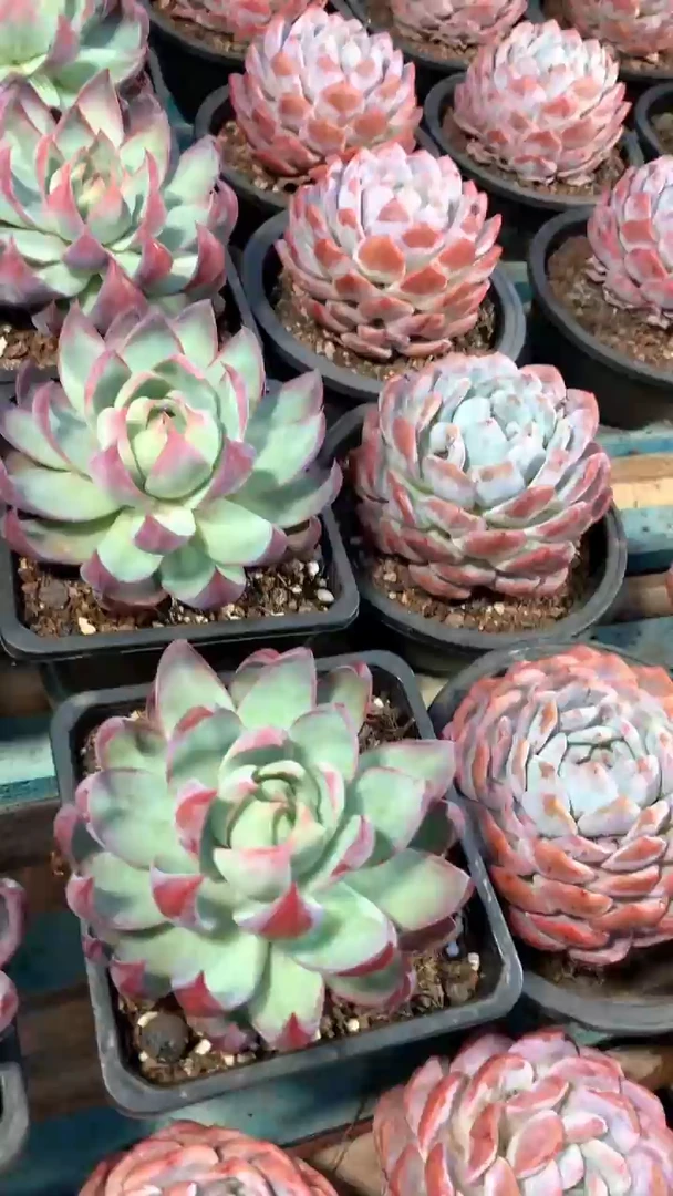 精控橙梦露1颗脱土【2单包邮】