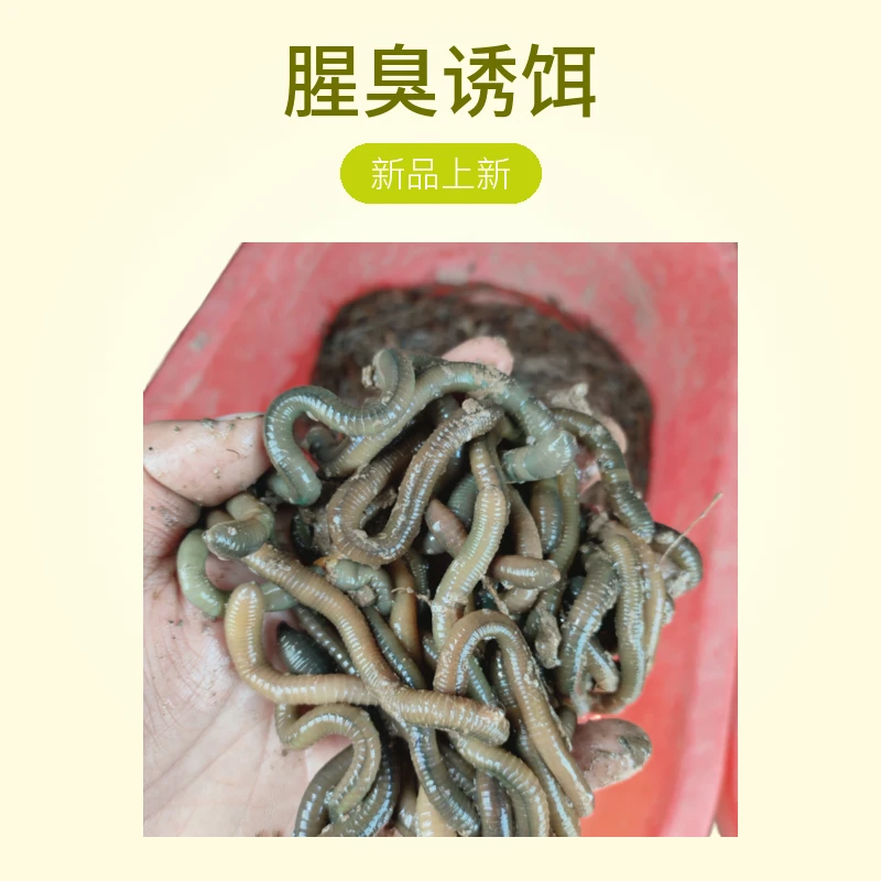 饵料鱼饵蚯蚓活饵包邮钓鱼