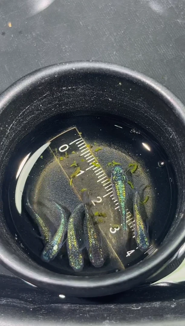 青鳉鱼观背青鳉一物一拍30