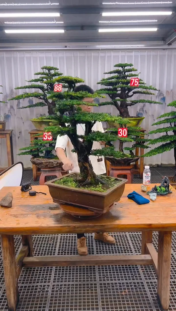无花朵壹**缘精品盆景直播间一物一拍