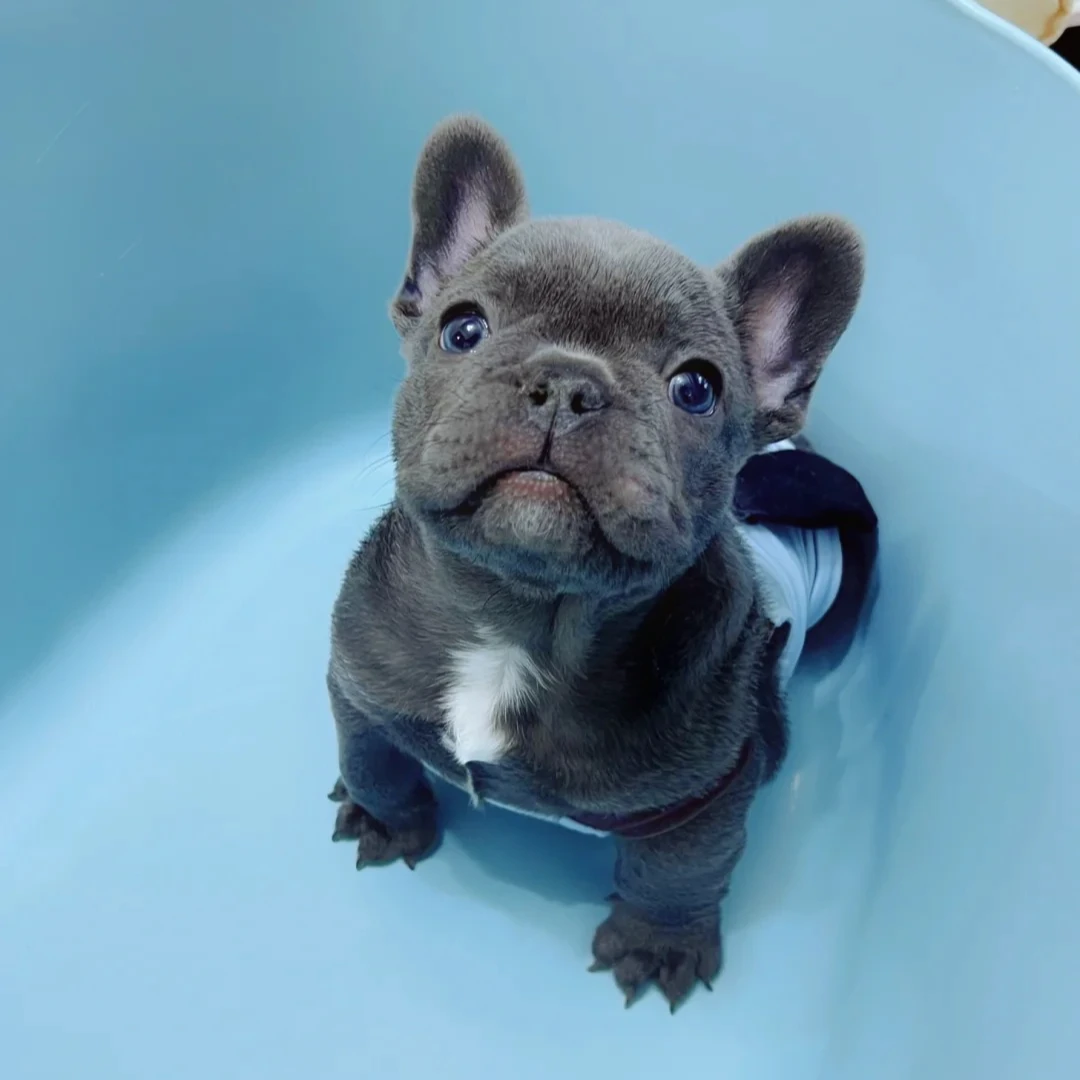 法斗幼犬纯种法国斗牛犬幼体斗牛犬奶油法斗蓝色法斗中小型宠物狗