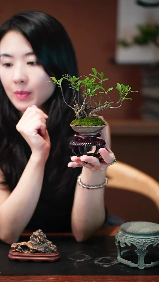 无花朵栀子花盆景盆景盆景