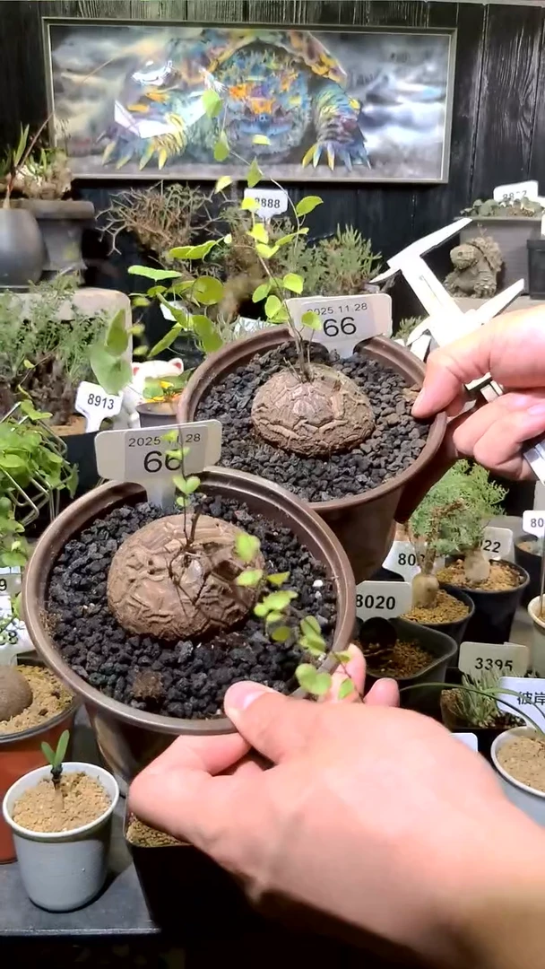 66号1128福利南非龟甲龙买一送一